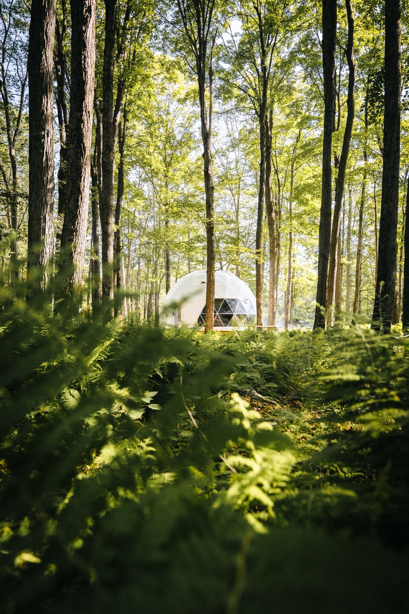 Surroundings at Ferncrest Promised Land